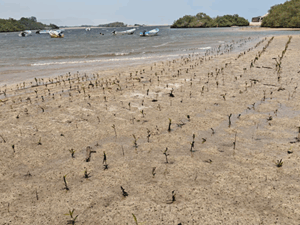 Restauration des mangroves – Protection des écosystèmes côtiers