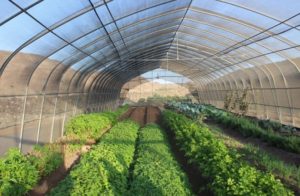 Plantation et sensibilisation à la préservation de l'environnement dans les écoles