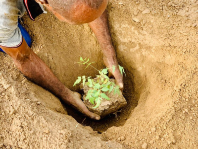 As-Eyla – Jardins agroforestiers