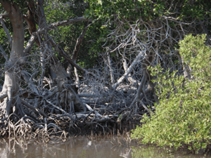 Mangroves – Littoral et biodiversité