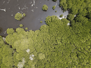 Mangroves – Littoral et biodiversité