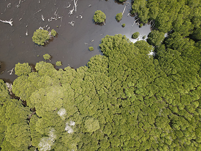 Mangroves – Littoral et biodiversité