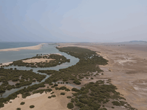 Restauration des mangroves – Protection des écosystèmes côtiers