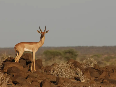 Guide de brousse – Découverte de la faune djiboutienne